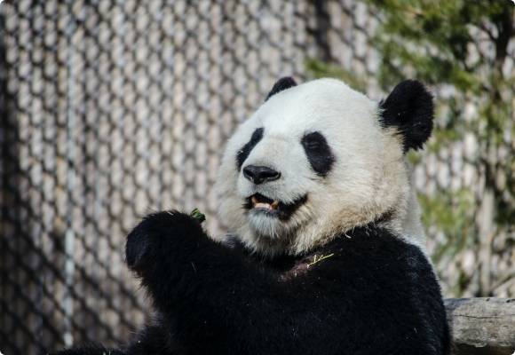 2020年数字大熊猫项目